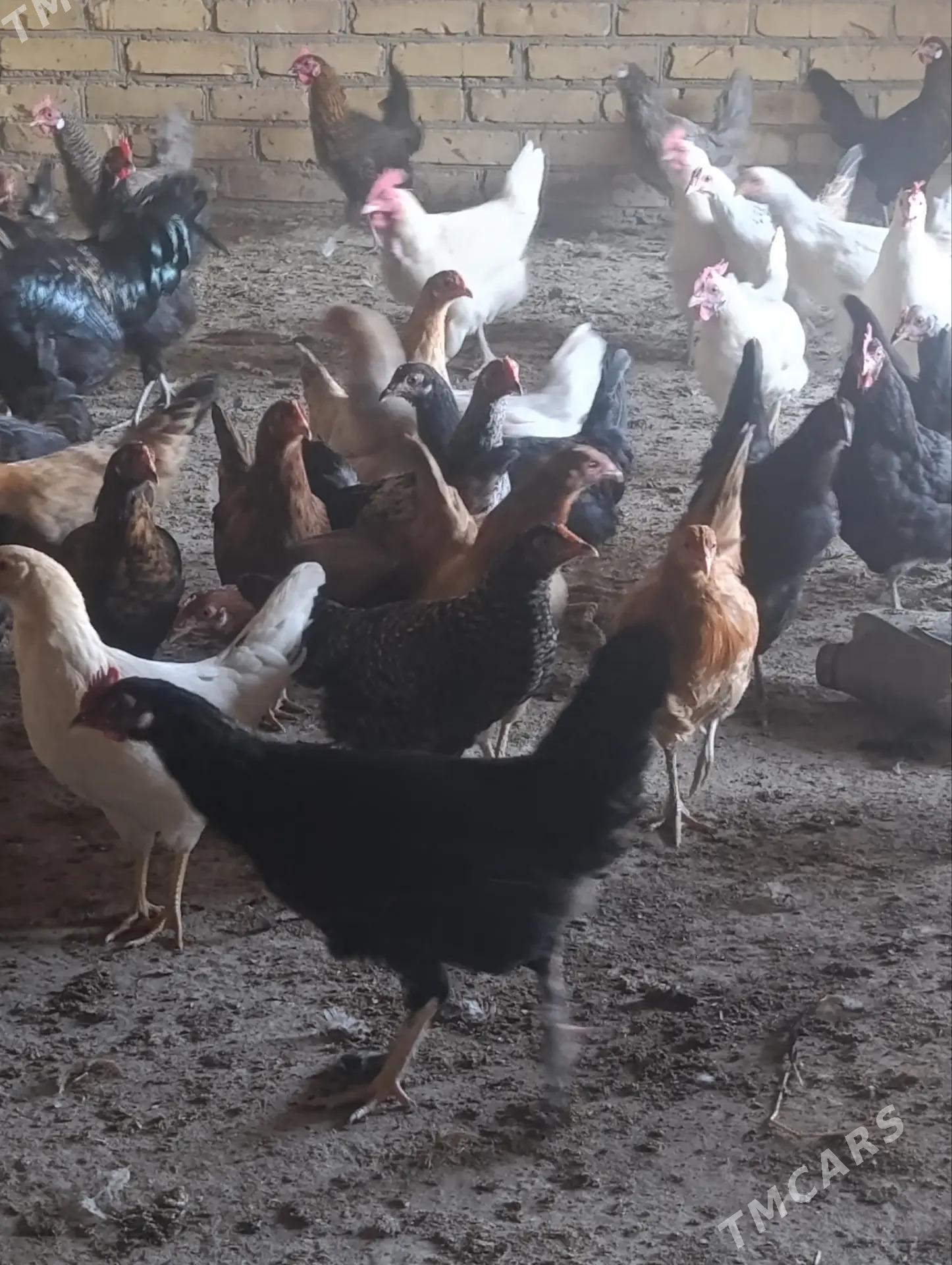 Yerli yaş towuklar - Saýat - img 4