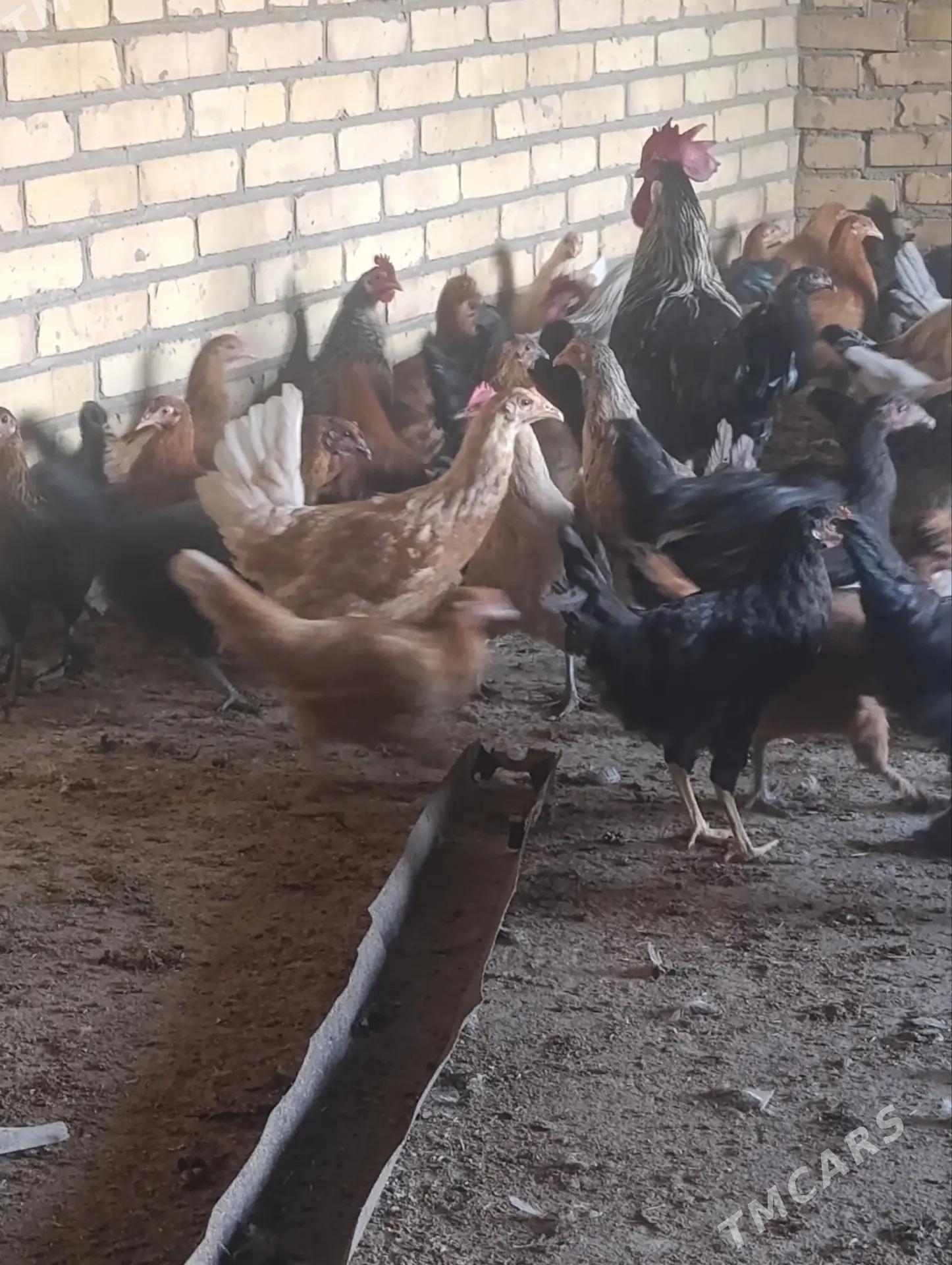 Yerli yaş towuklar - Saýat - img 3