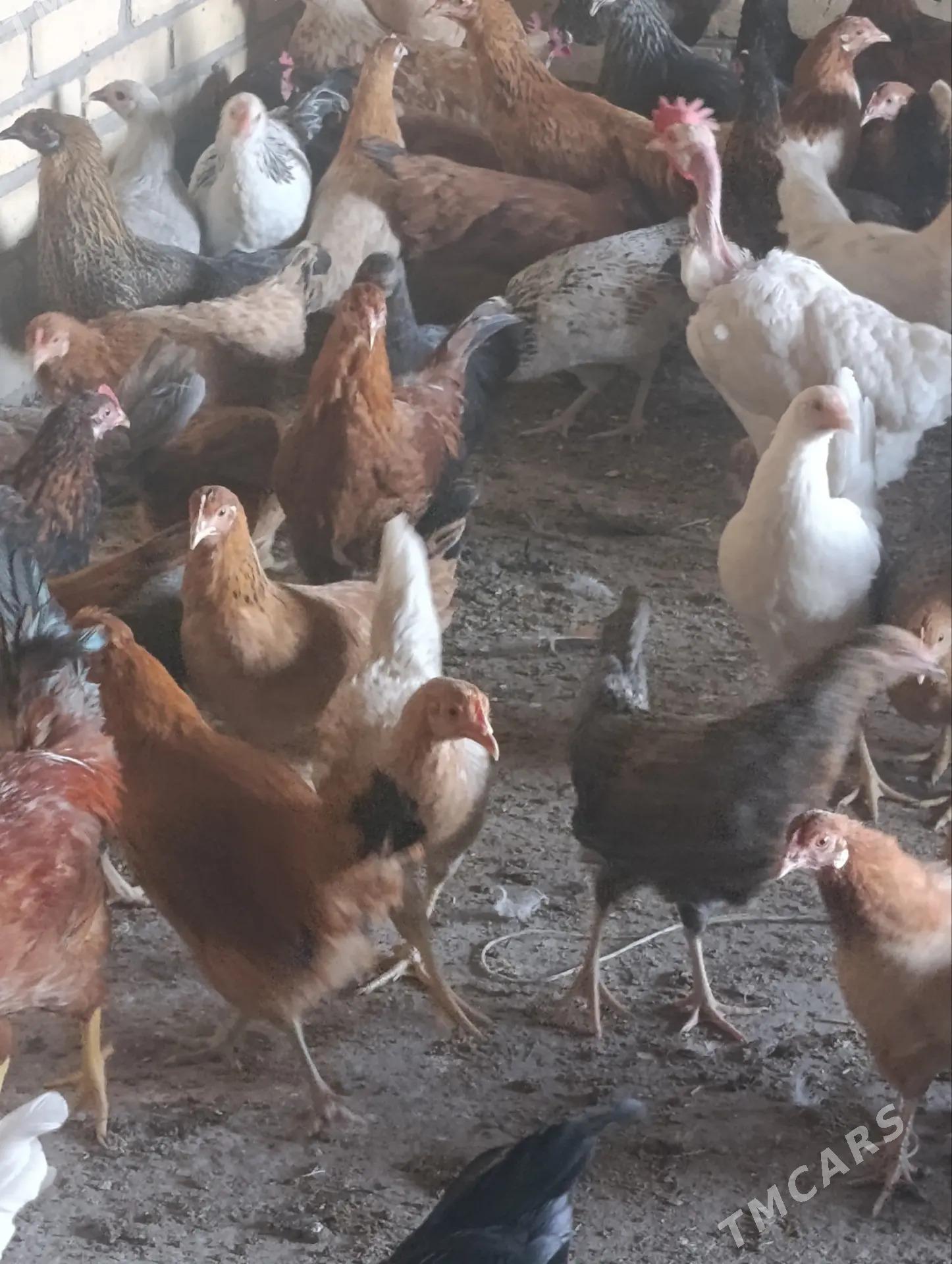 Yerli yaş towuklar - Saýat - img 5