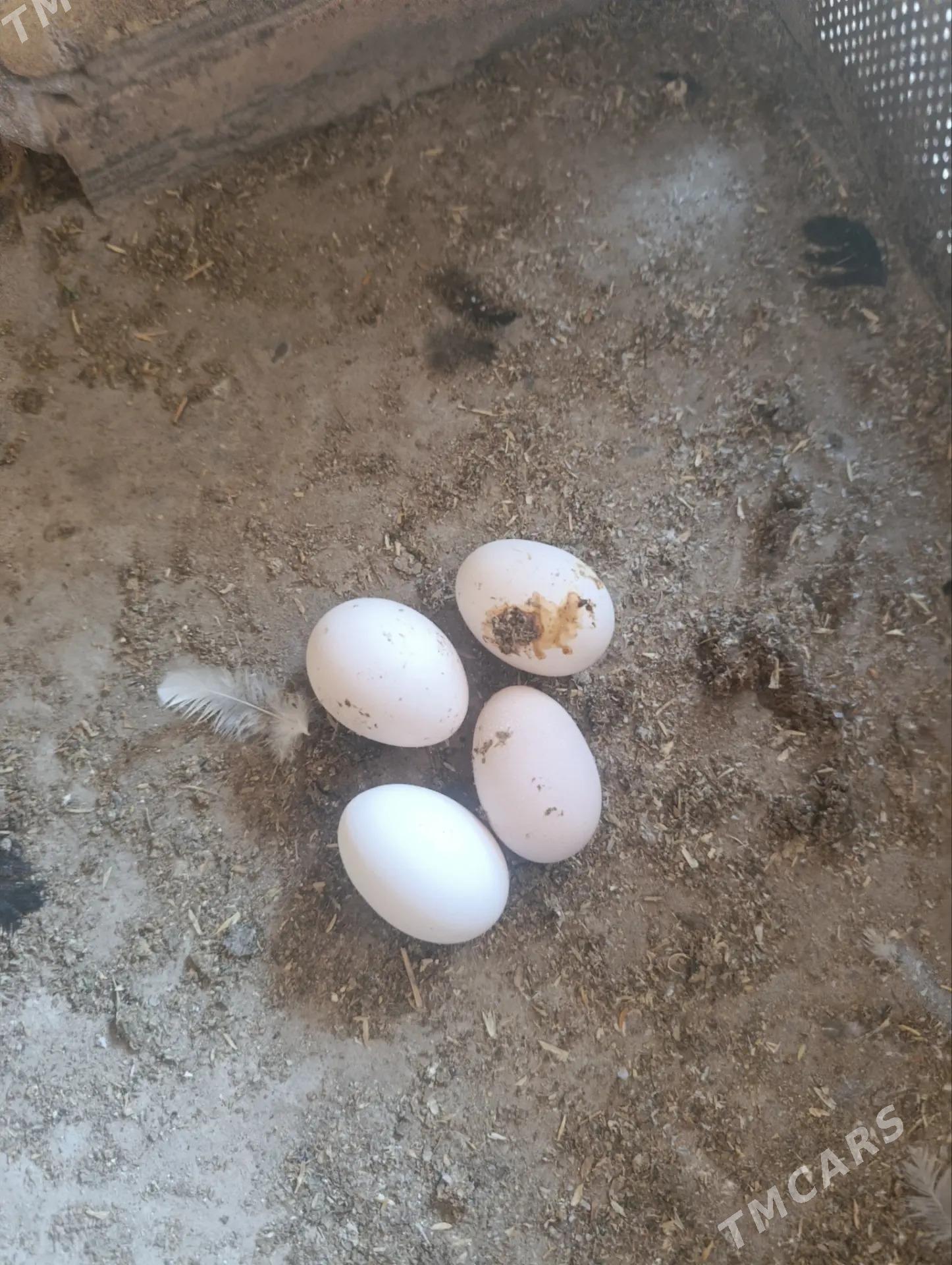 Yerli yaş towuklar - Saýat - img 7