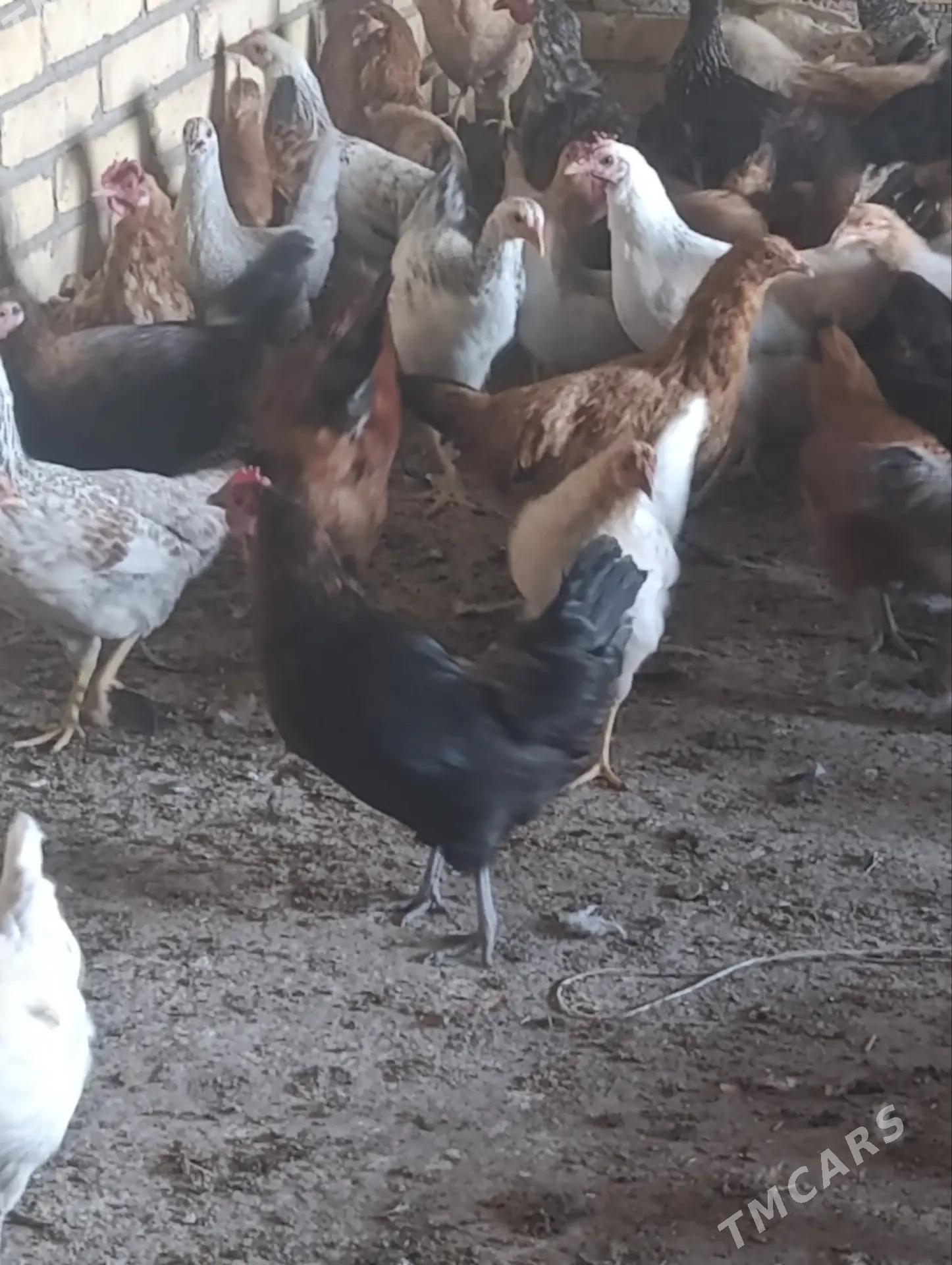 Yerli yaş towuklar - Saýat - img 2