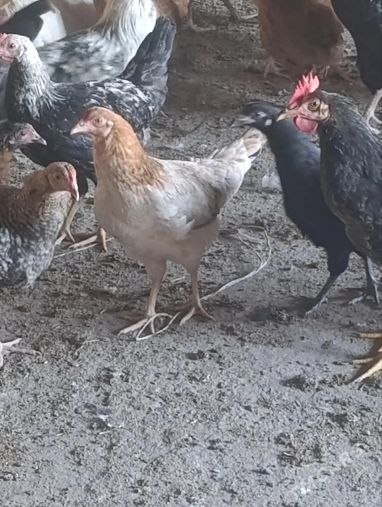 Yerli yaş towuklar - Saýat - img 6