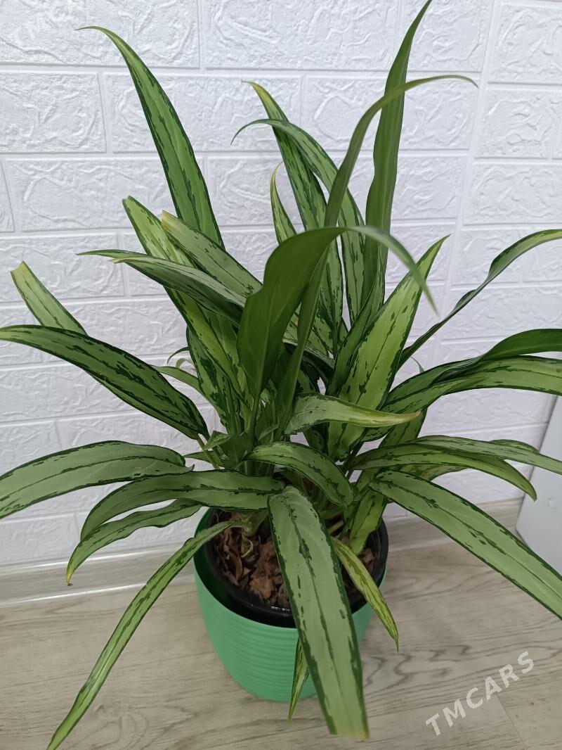 АГЛАОНЕМА КАТЛЕСС - Ашхабад - img 2