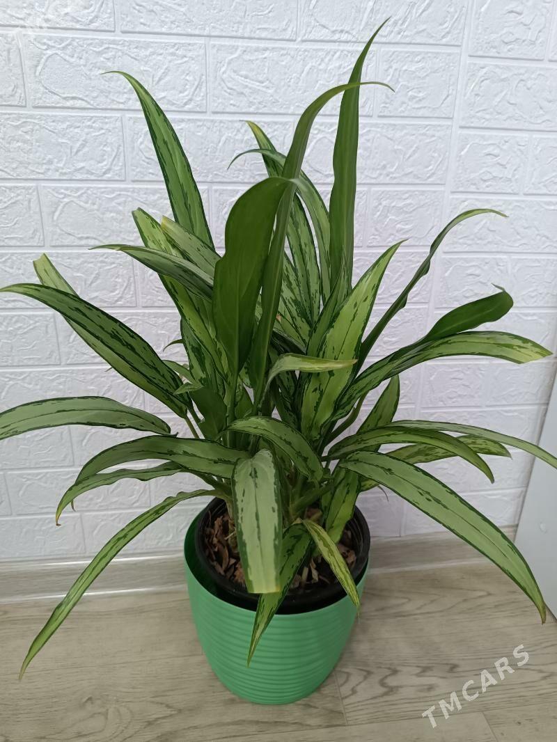 АГЛАОНЕМА КАТЛЕСС - Ашхабад - img 1