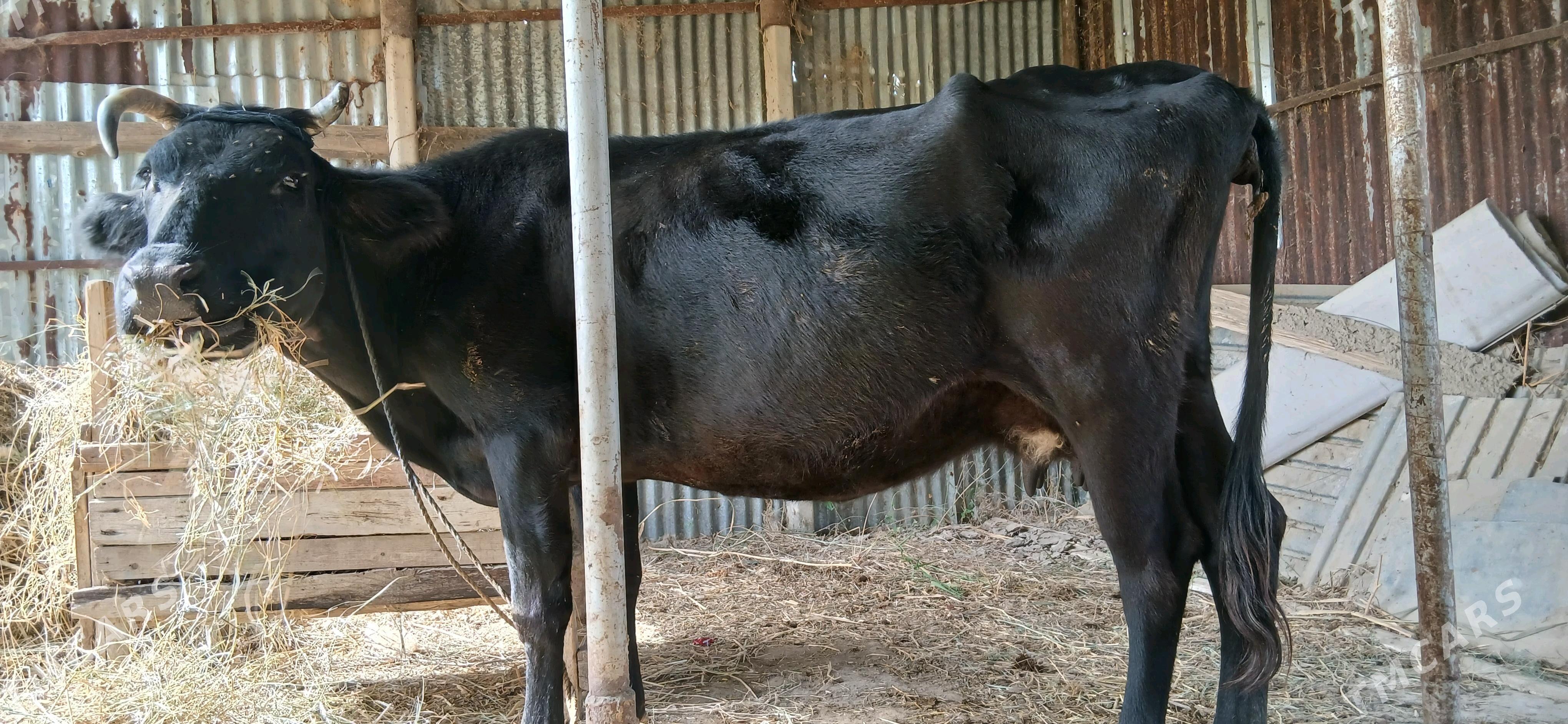 gara sygyr sary sygyr - Ак-Бугдайский этрап - img 2