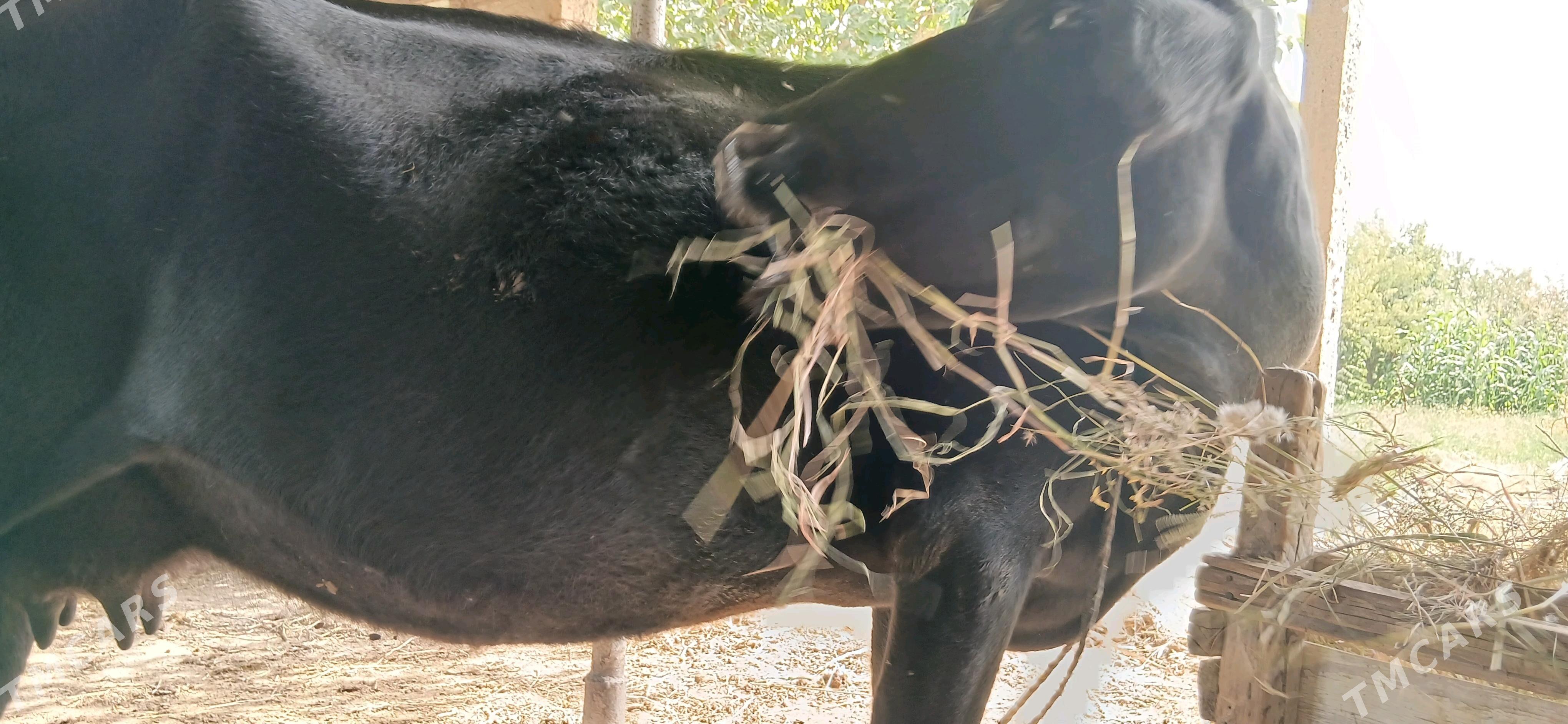 gara sygyr sary sygyr - Ак-Бугдайский этрап - img 3