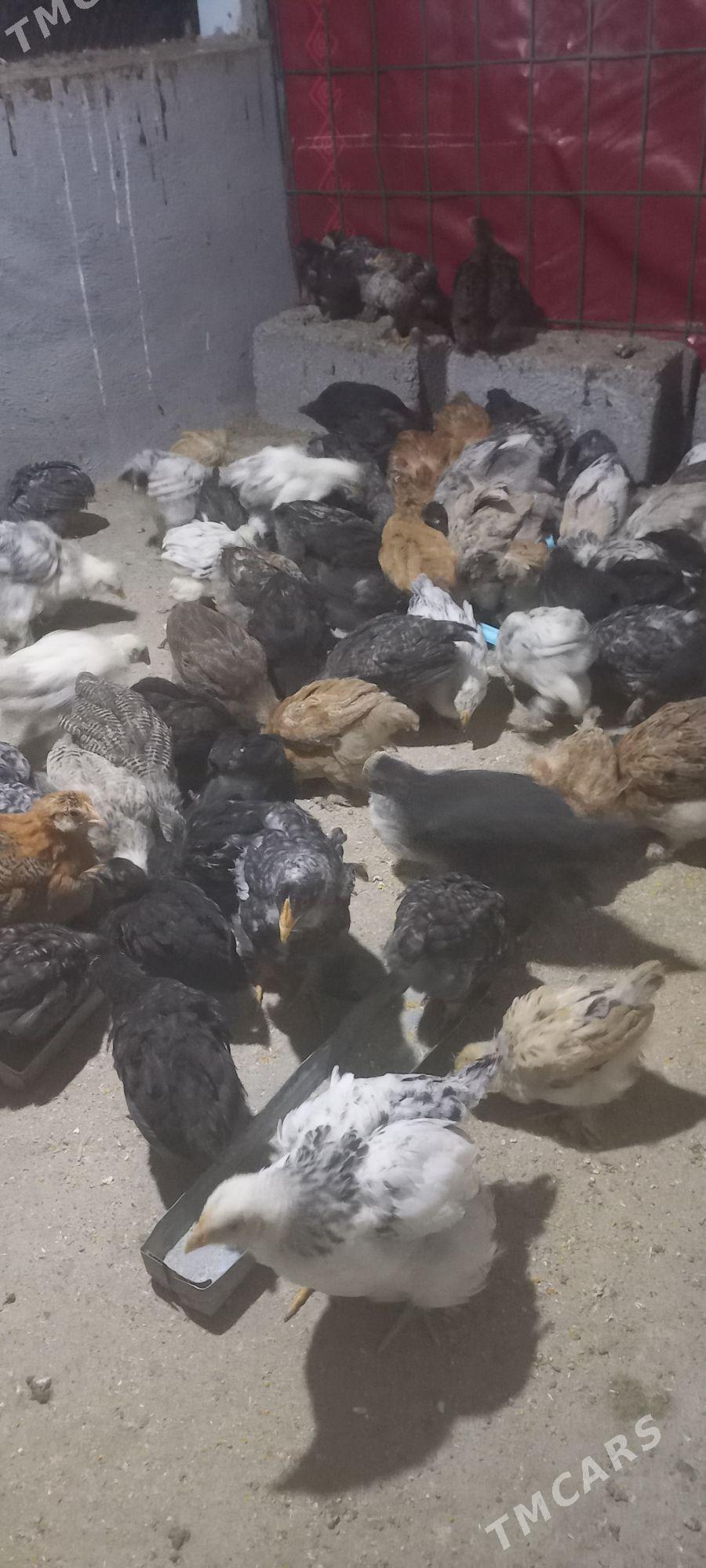 balgar, Dominant jüj - Ашхабад - img 3