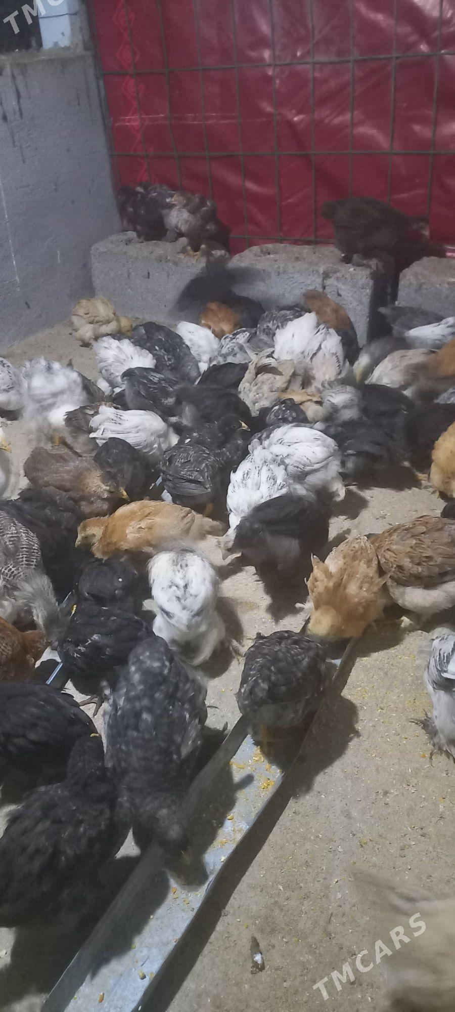 balgar, Dominant jüj - Ашхабад - img 2