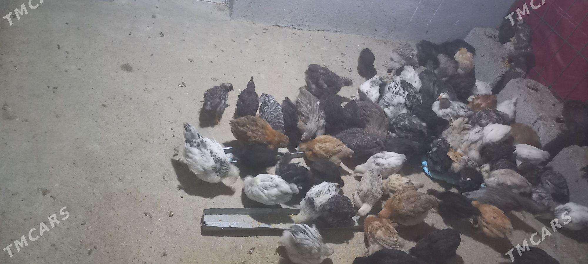 balgar, Dominant jüj - Ашхабад - img 1