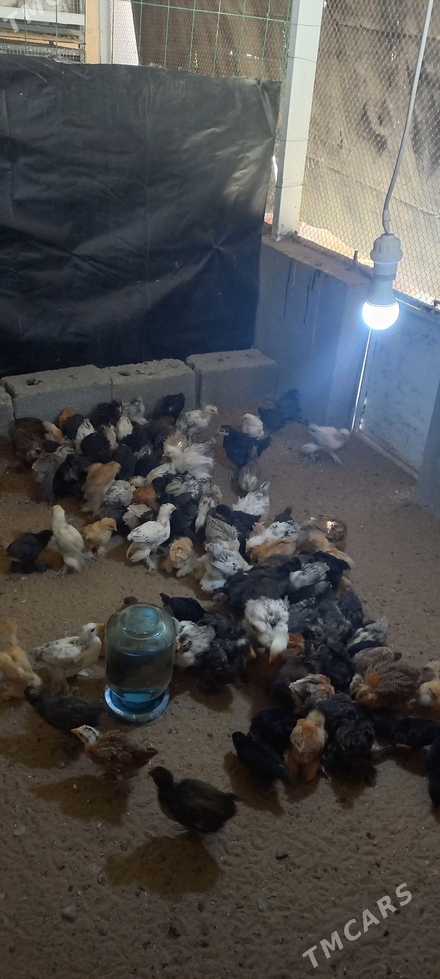 balgar, Dominant jüj - Ашхабад - img 4