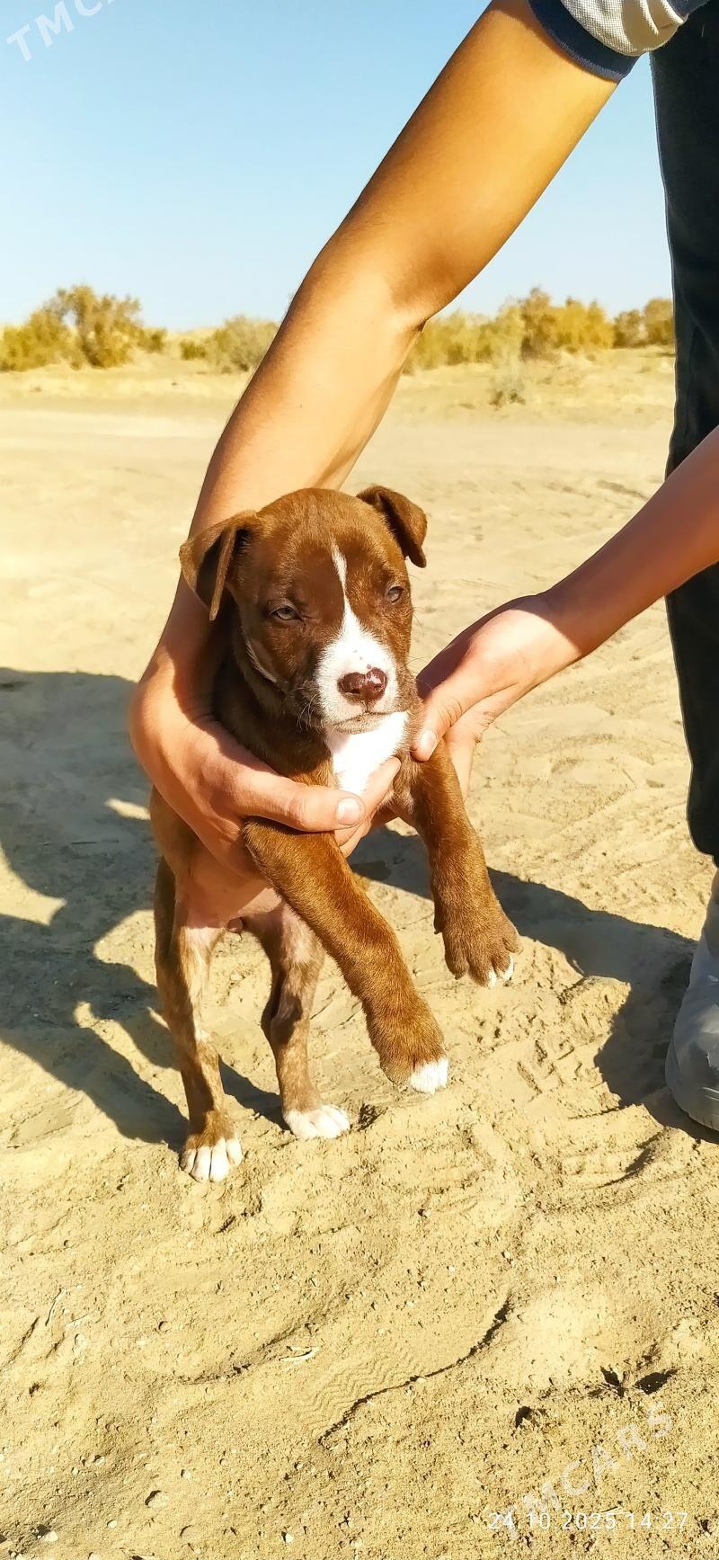 Pitbull - Seýdi - img 2