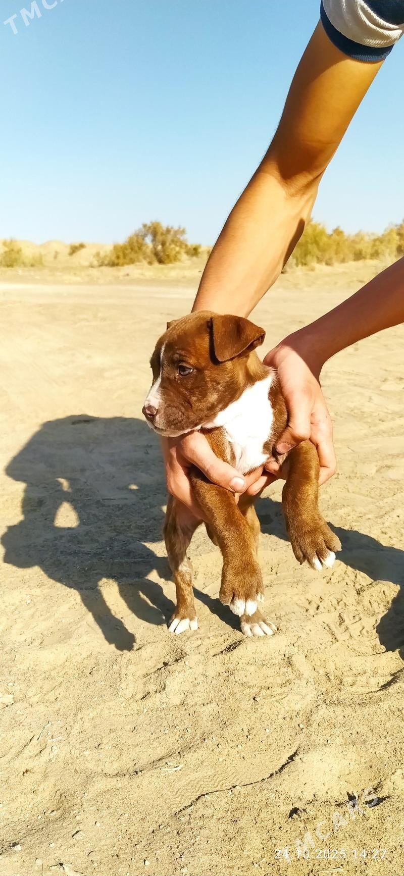 Pitbull - Seýdi - img 4