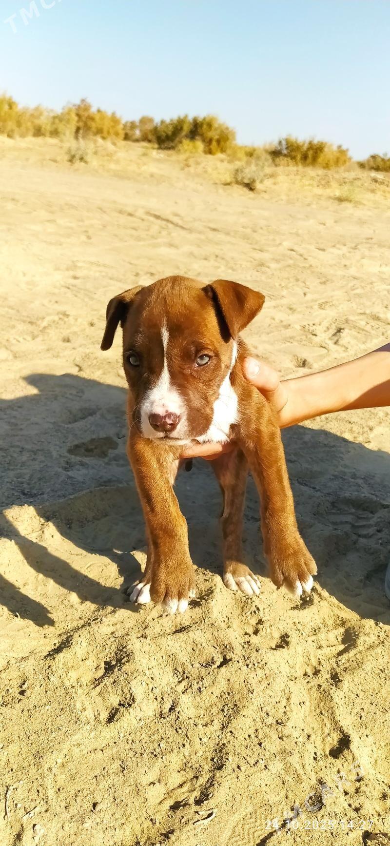 Pitbull - Seýdi - img 3