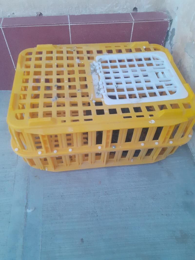 kepderi poyilka gnezdo - Mary - img 6