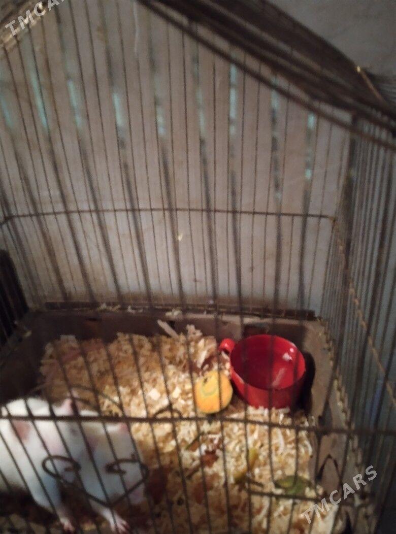 продам крыс - Mary - img 2