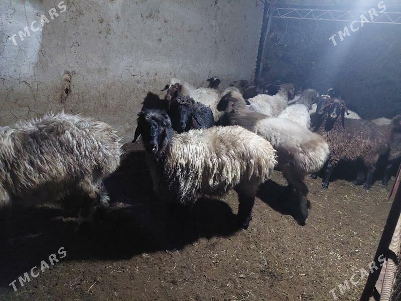 tokly - Ýolöten - img 2