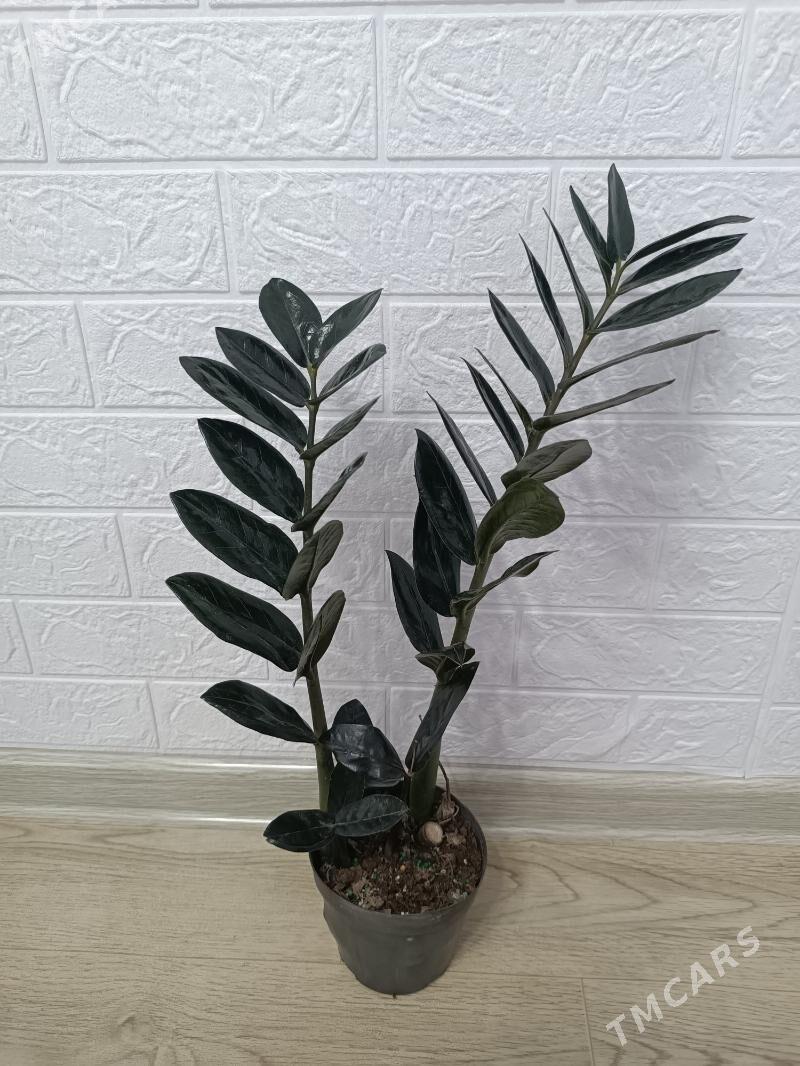 ЗАМИОКУЛЬКАС ЧЁРНЫЙ - Ашхабад - img 1