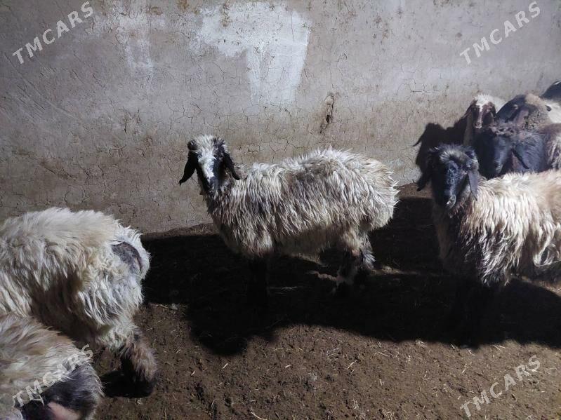 tokly - Ýolöten - img 3