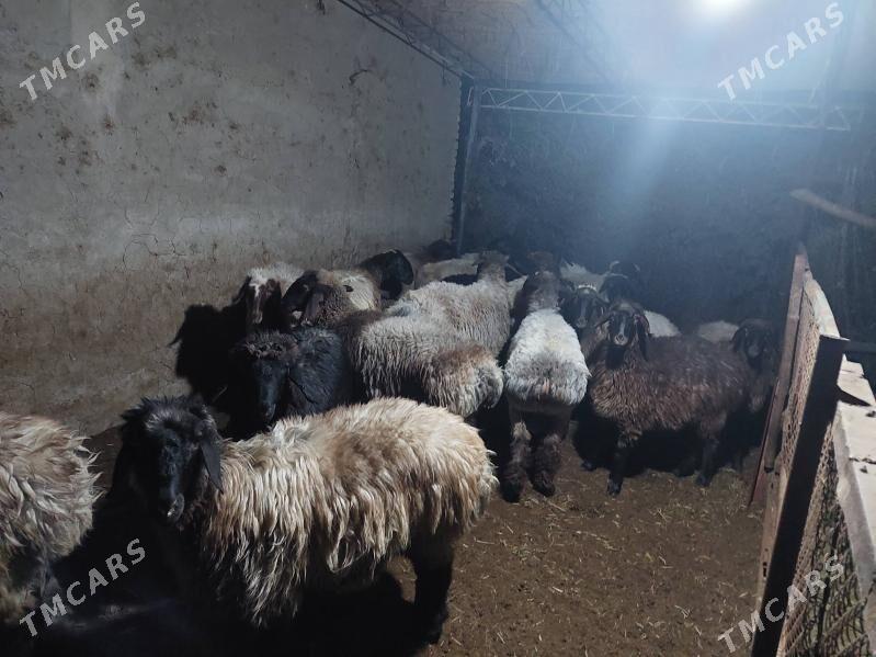 tokly - Ýolöten - img 1