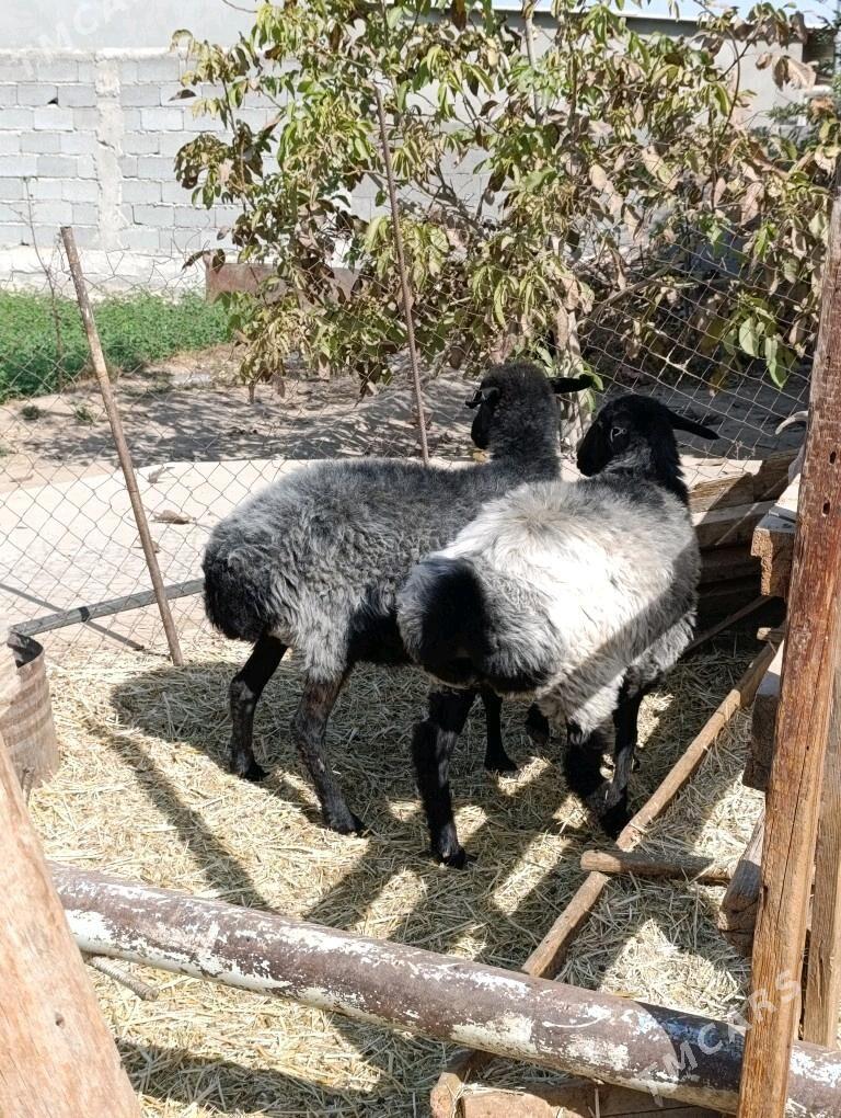 SEMIZ ELIN BAKYLAN GOŶUN - Bagyr - img 2