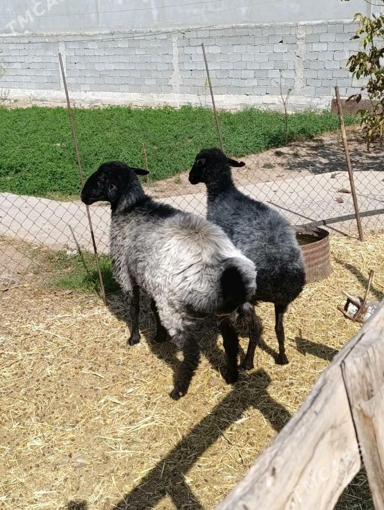 SEMIZ ELIN BAKYLAN GOŶUN - Bagyr - img 1