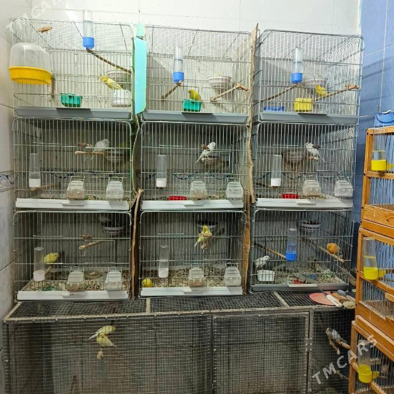 канарейка - Türkmenabat - img 2