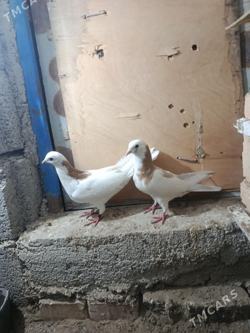 kepderi - Gyzylarbat - img 2