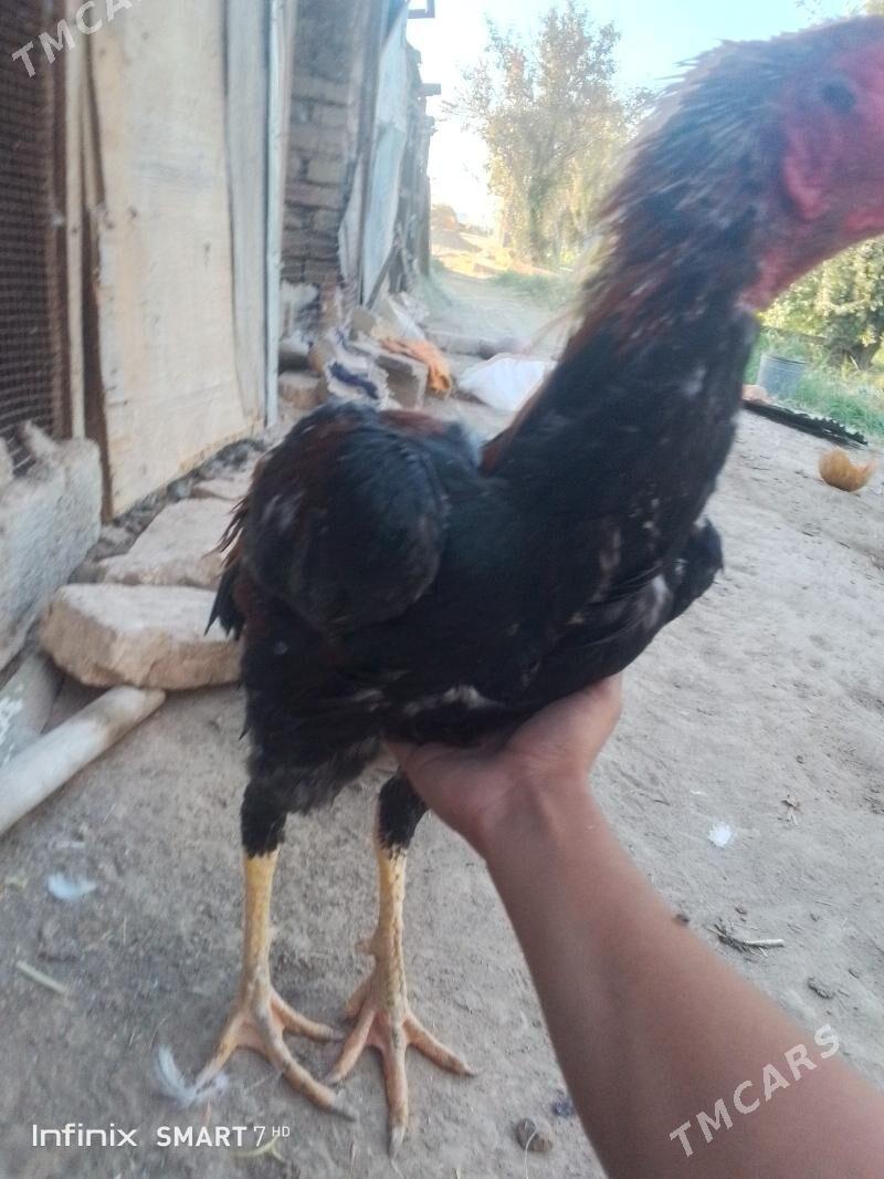 horoz - Mary - img 3