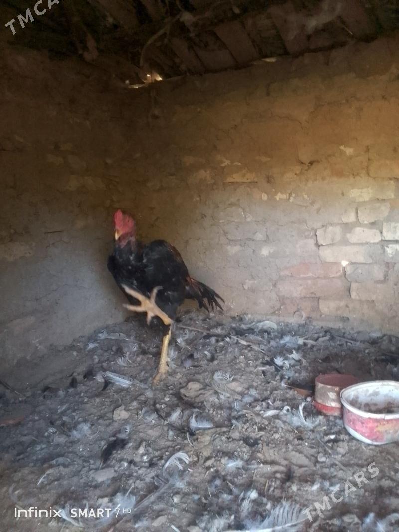 horoz - Mary - img 7