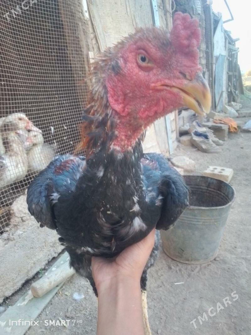 horoz - Mary - img 4