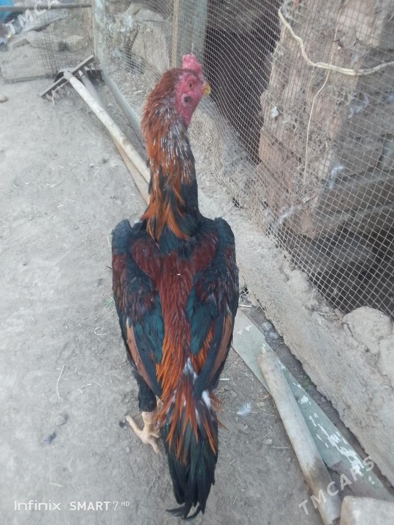 horoz - Mary - img 6