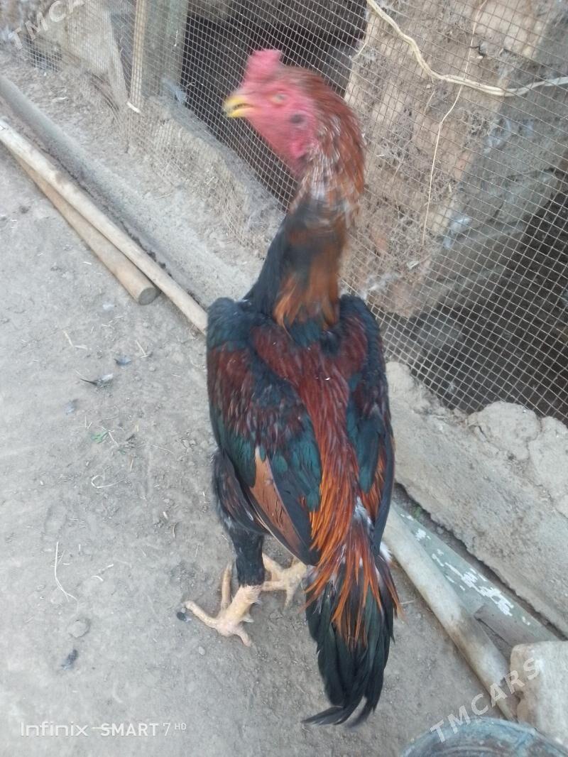 horoz - Mary - img 8