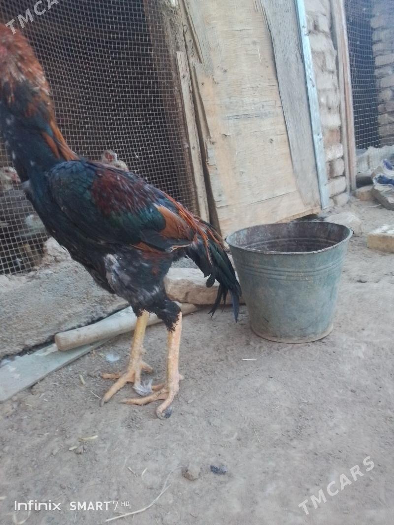 horoz - Mary - img 1