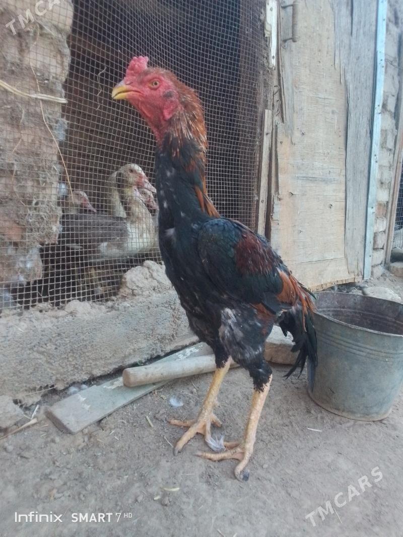 horoz - Mary - img 5