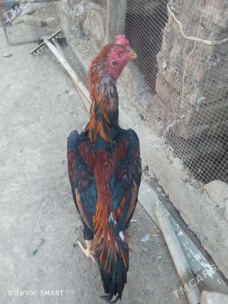 horoz - Mary - img 2