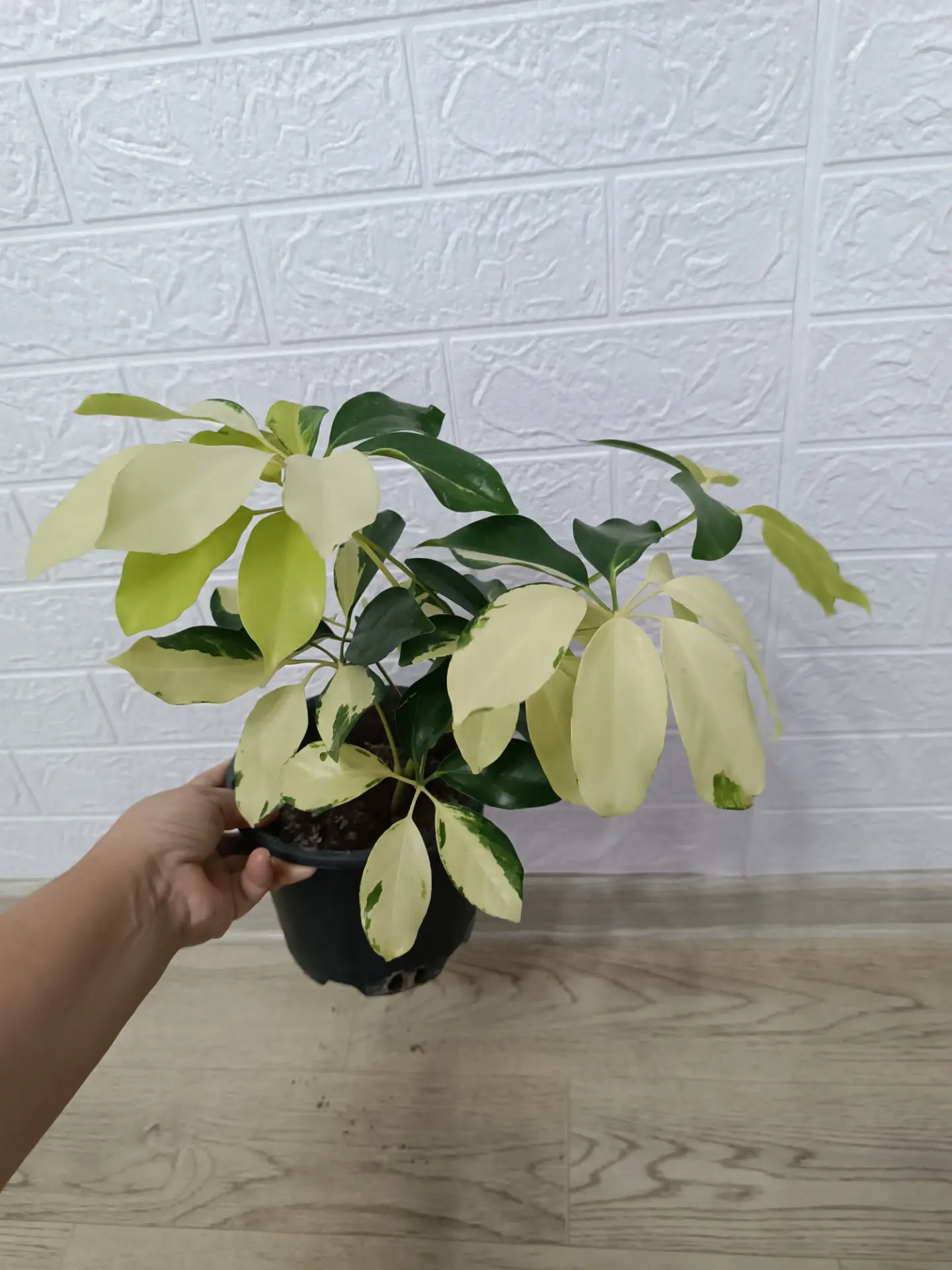 ШЕФЛЕРА ГОЛД - Ашхабад - img 2