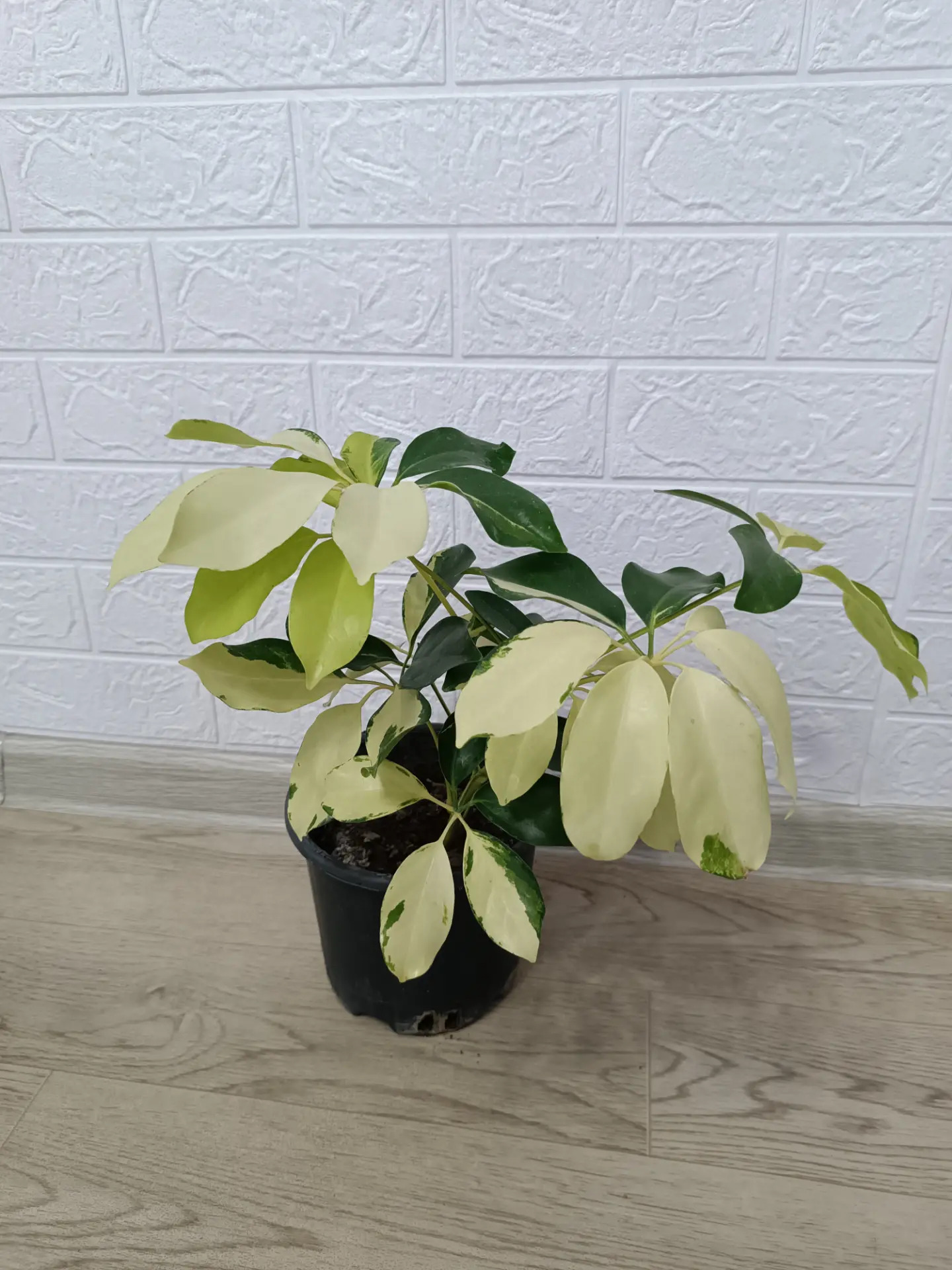 ШЕФЛЕРА ГОЛД - Ашхабад - img 3