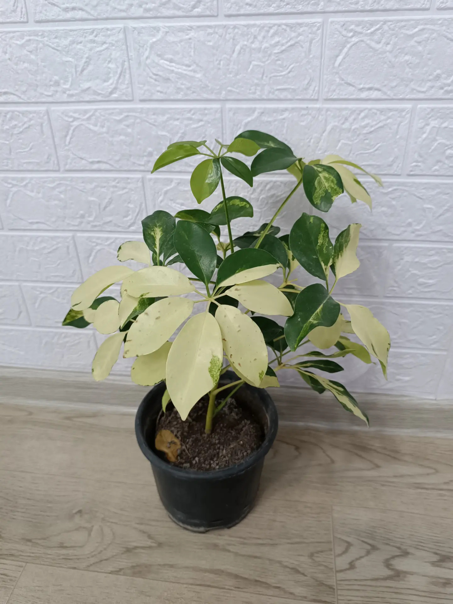 ШЕФЛЕРА ГОЛД - Ашхабад - img 1