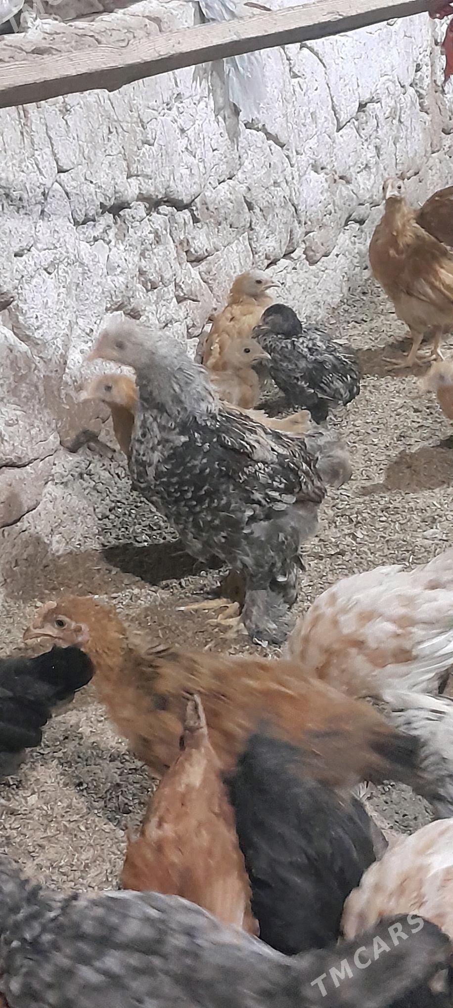 juje - Tejen - img 2