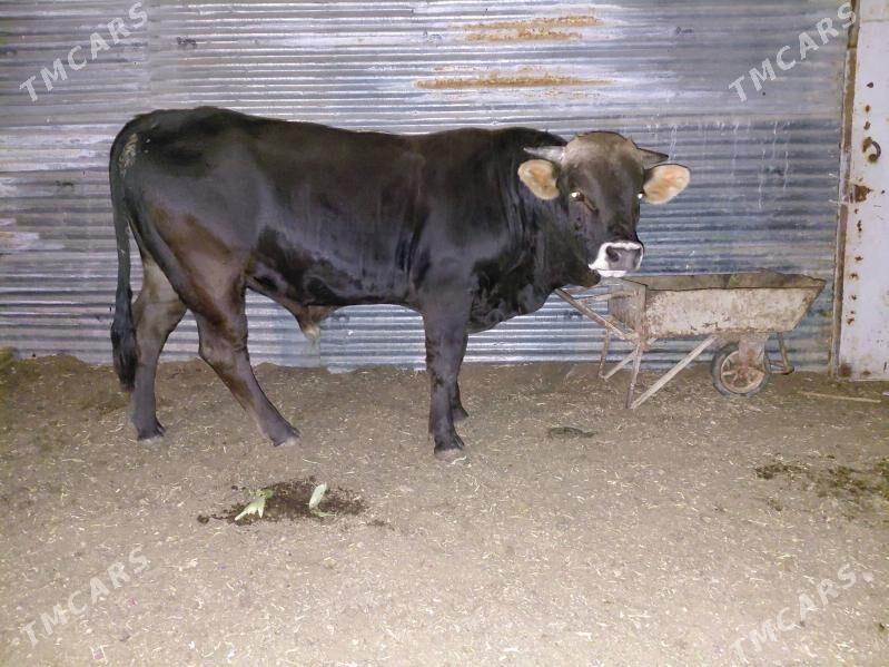 okuz - Балканабат - img 1