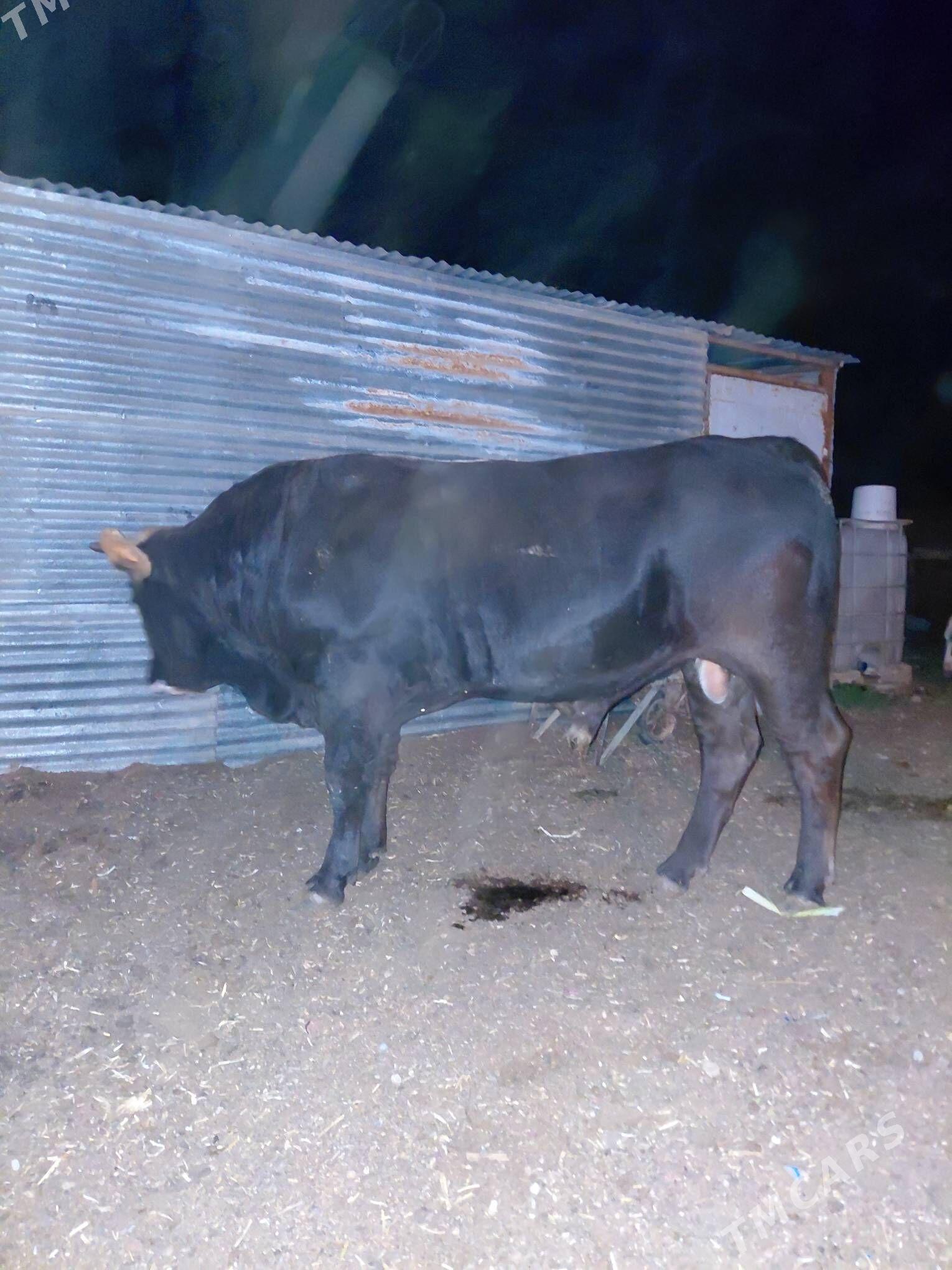 okuz - Балканабат - img 3