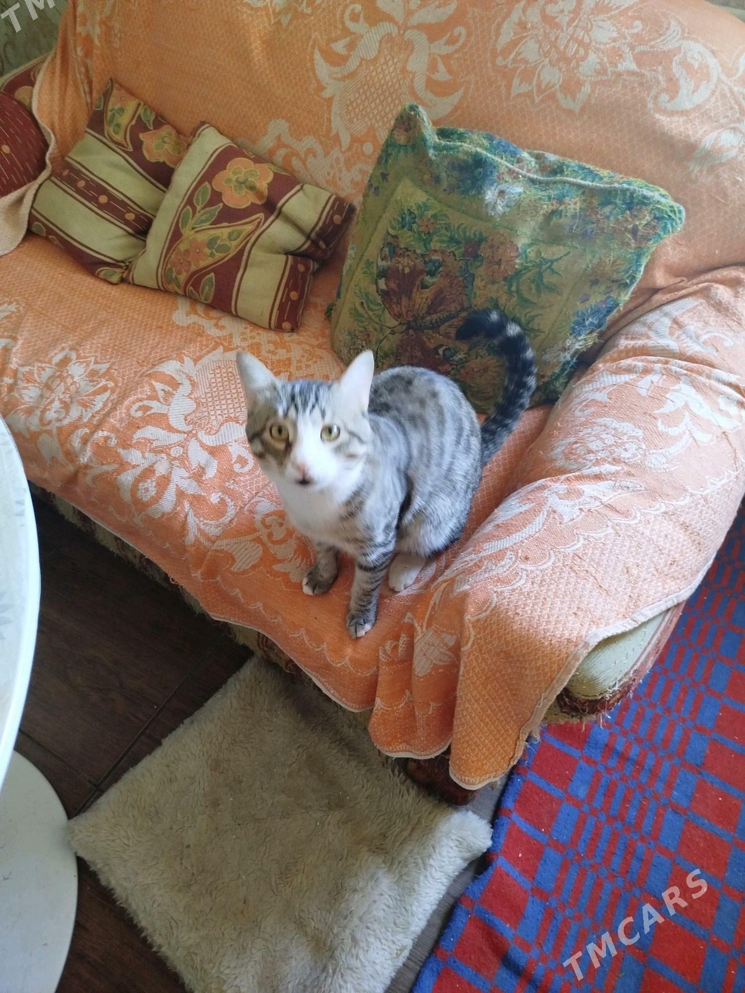 В самое доброе сердце - Ашхабад - img 2