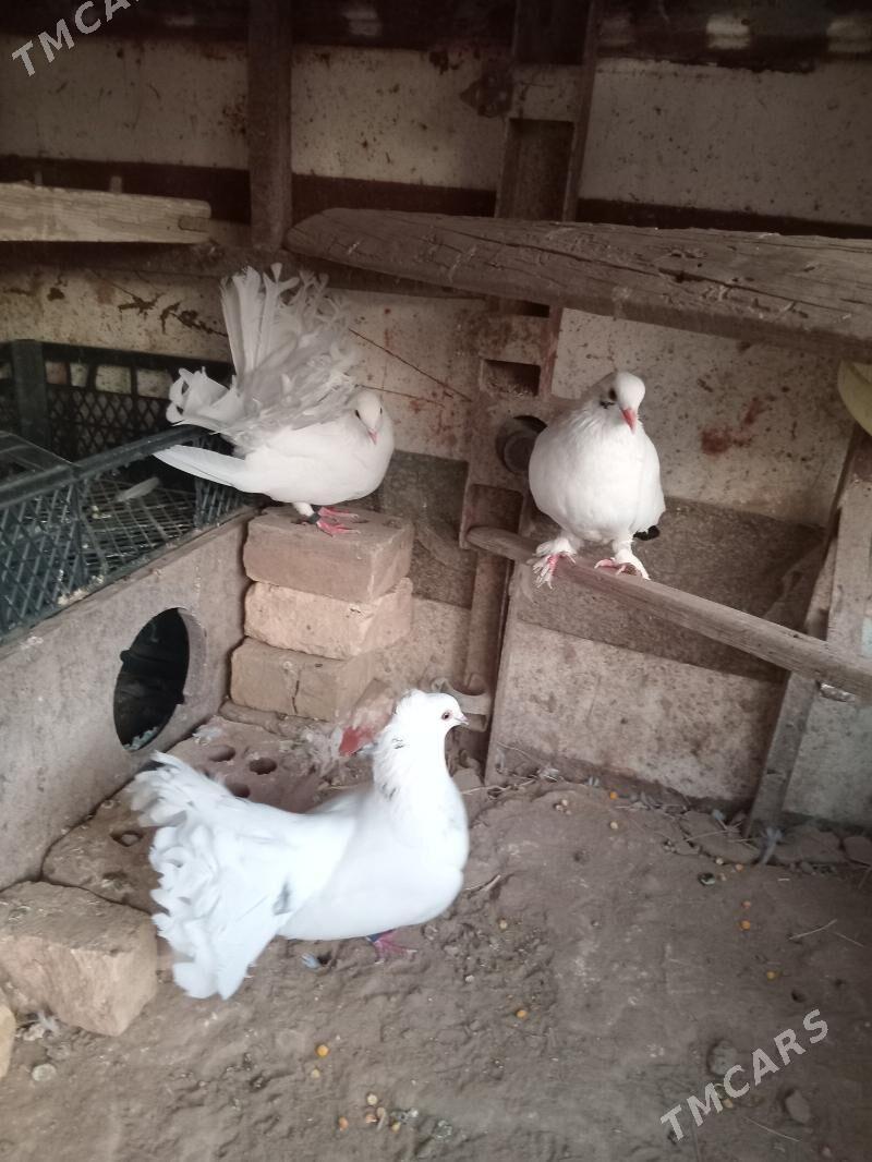 kepderi - Mary - img 6