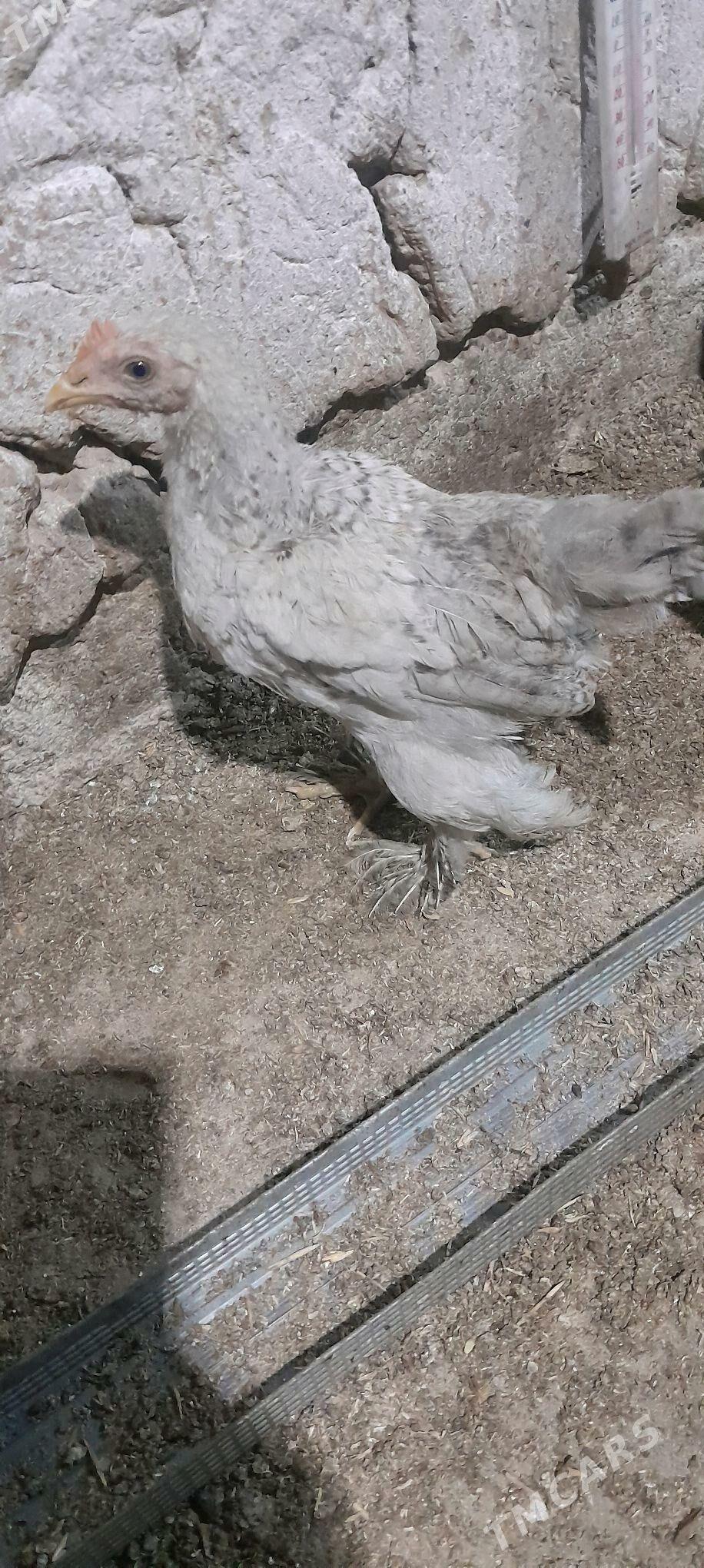 juje - Tejen - img 3