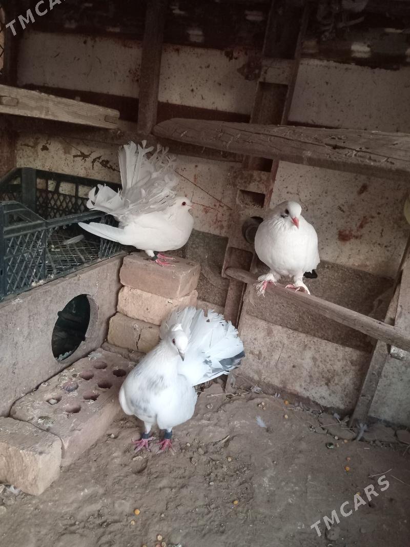 kepderi - Mary - img 4