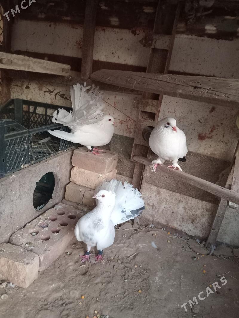 kepderi - Mary - img 3