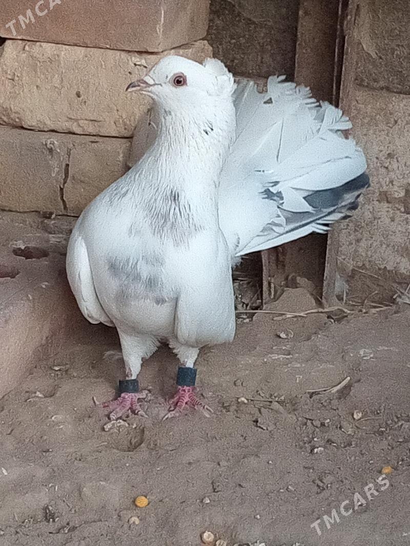 kepderi - Mary - img 2