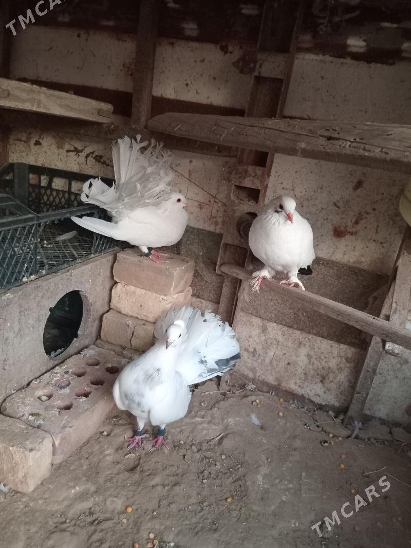 kepderi - Mary - img 5