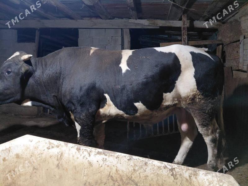 okuz - Balkanabat - img 3