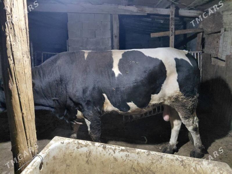 okuz - Balkanabat - img 2